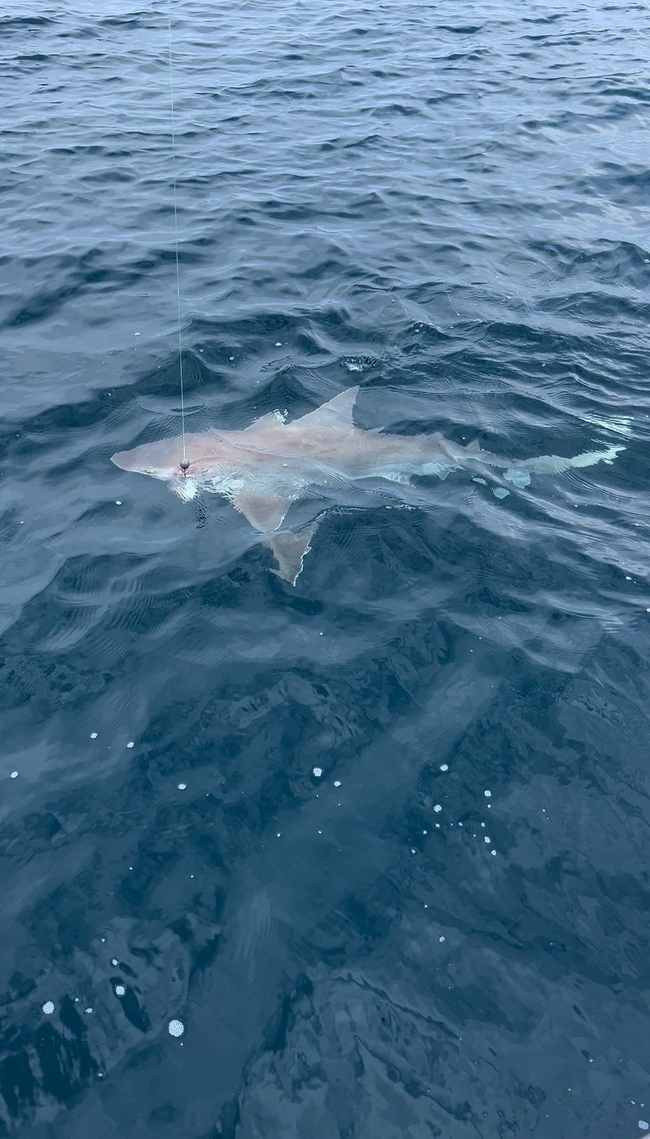 Shark Trip